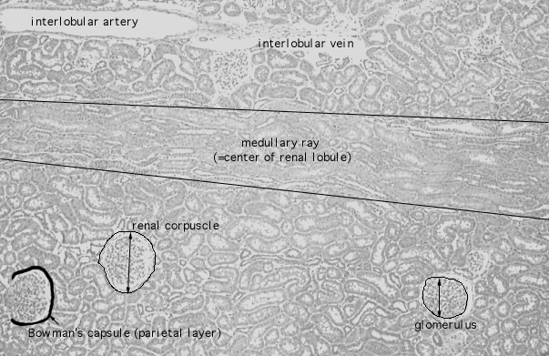  kidney, H&E, cortex and medullary ray 