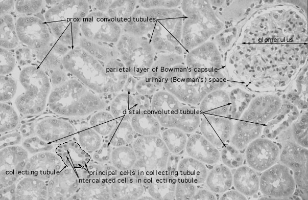  kidney, H&E, proximal/distal convoluted tubules 