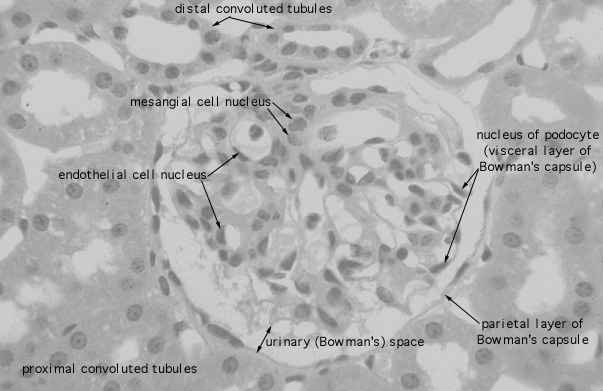  kidney, H&E, corpuscle 