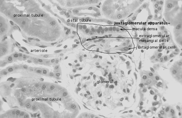  kidney, H&E, juxtaglomerular apparatus 