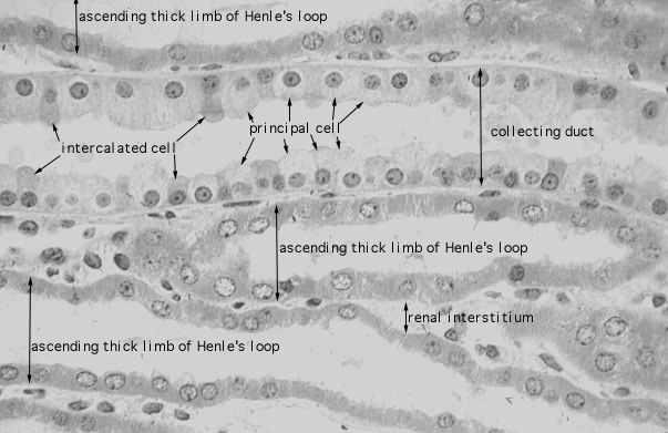  kidney, H&E, collecting duct and ascending tubule 