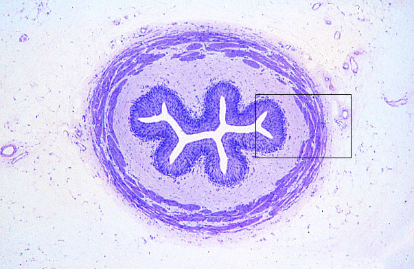  ureter 