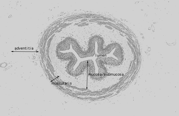  ureter 