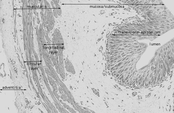  ureter 