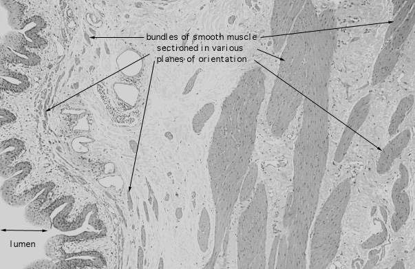  smooth muscle, other arrangements 