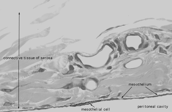  mesothelium 