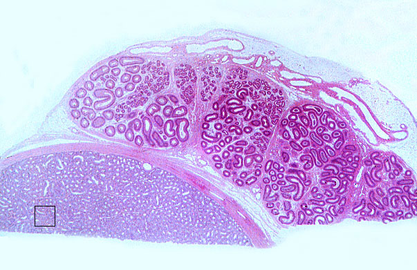  epididymis, Leydig cells 