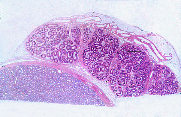  pseudostratified, stereocilia 