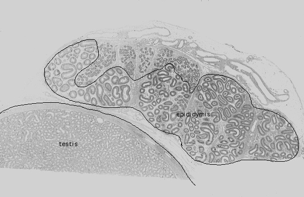  pseudostratified, stereocilia 
