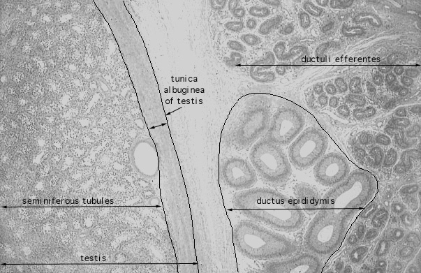  epididymis, efferent ducts 
