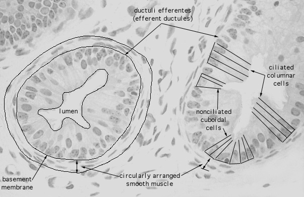  epididymis, efferent ducts 