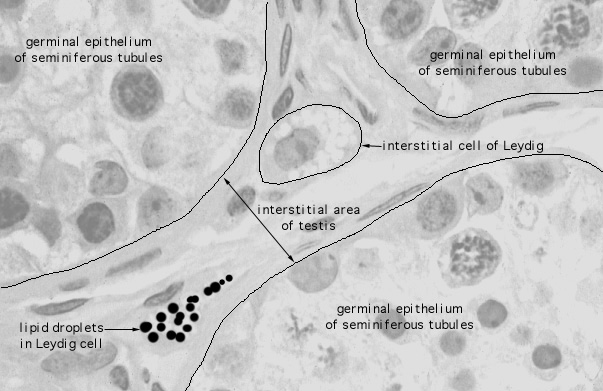  epididymis, efferent ducts, Leydig cells 