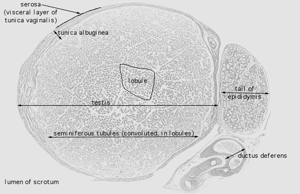 testis and epididymis 