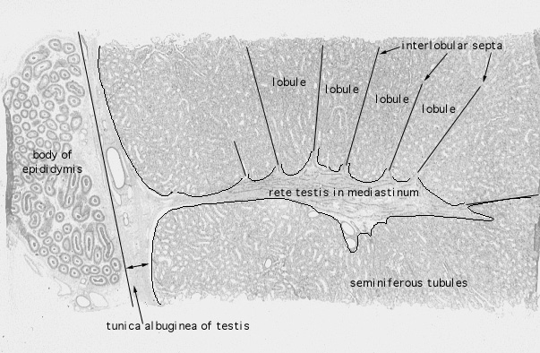  testis 