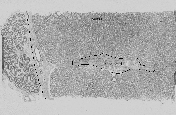  simple cuboidal epithelium 