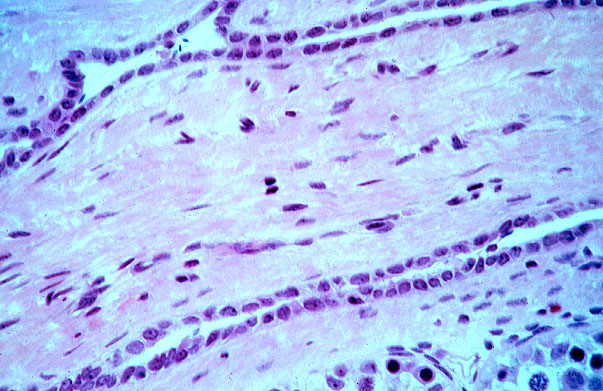  simple cuboidal epithelium 
