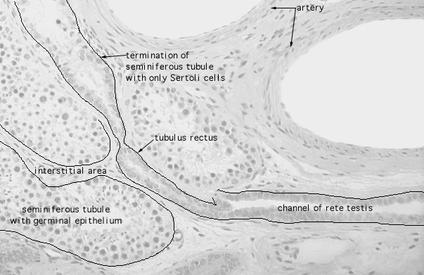  testis, tubulus rectus 