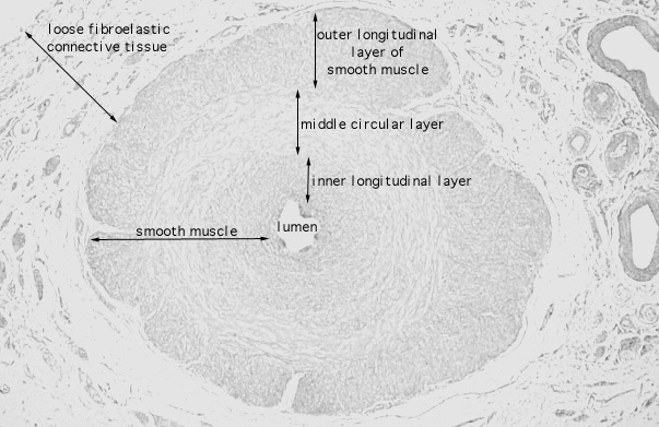  spermatic cord, ductus deferens 
