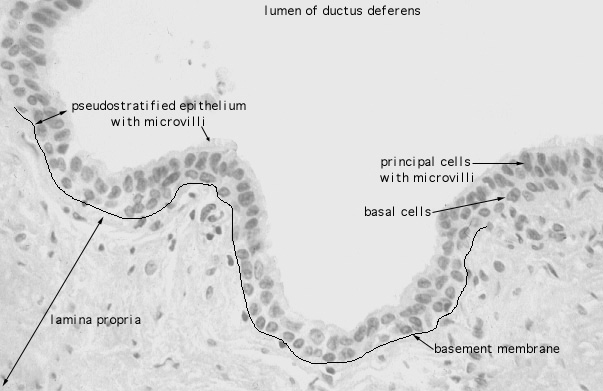 spermatic cord, ductus deferens, epithelium 