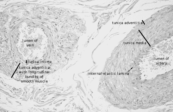  spermatic cord, pampiniform plexus 