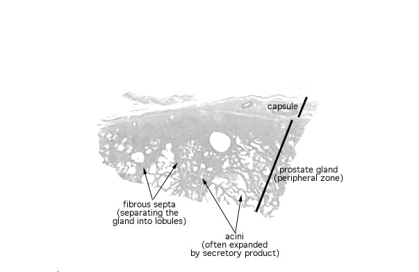  prostate gland 