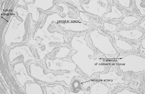  penis, erectile tissue 