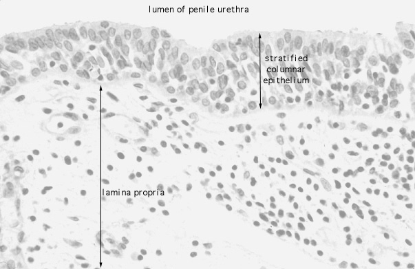  penis, urethra epithelium 