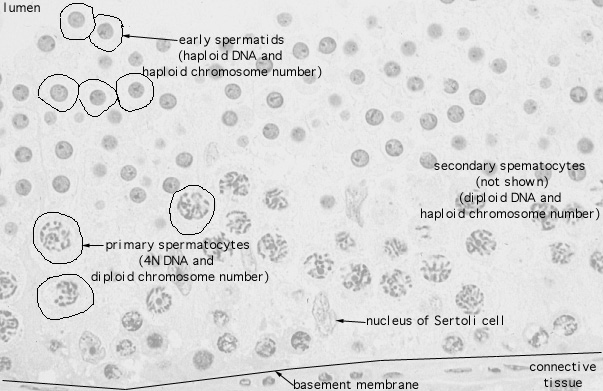  testis, early spermatids 