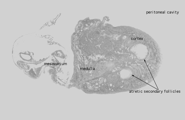  ovary, atretic follicles 