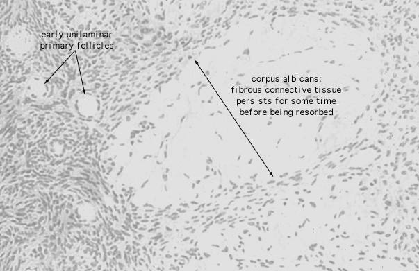  ovary, corpus albicans 