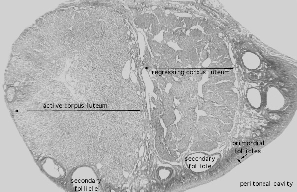  ovary, corpus luteum 