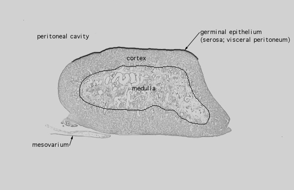  ovary 