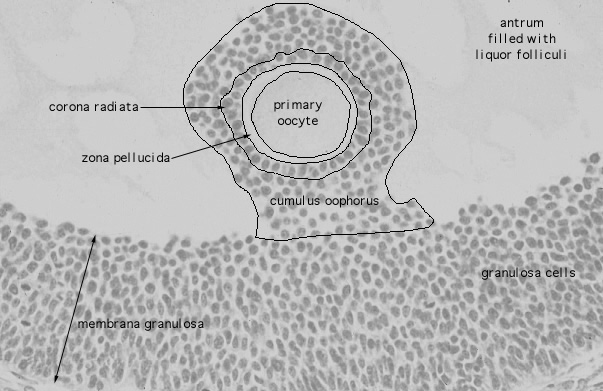  ovary, cumulus oophorus 