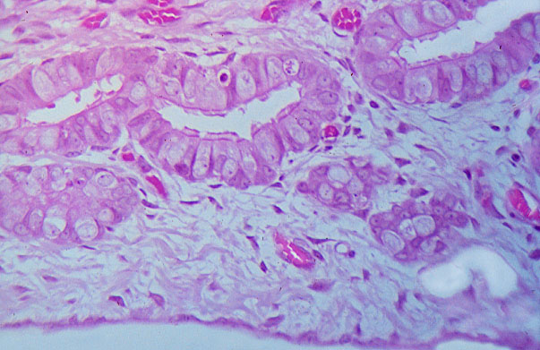  oviduct; oviduct epithelium and peritineum 