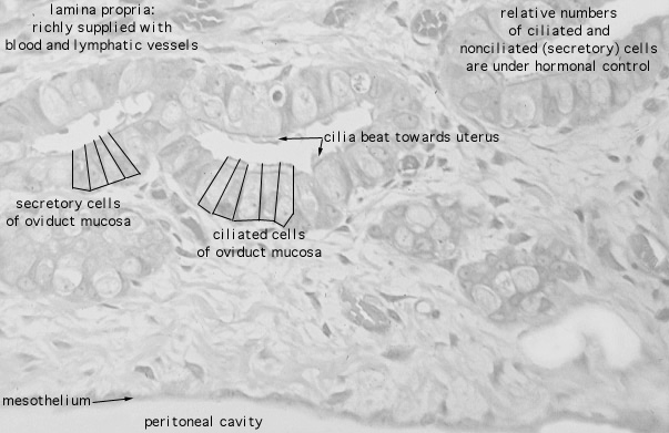  oviduct; oviduct epithelium and peritineum 