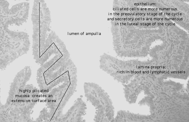 oviduct; ampulla, mucosa 
