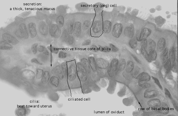  oviduct; ampulla, epithelium 