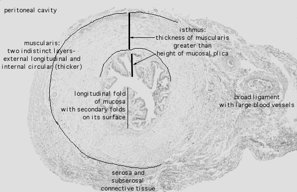  isthmus, distal 