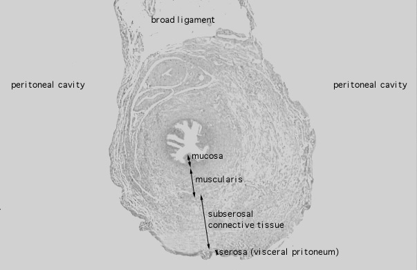  isthmus, proximal 