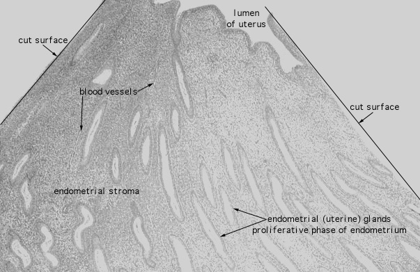  uterus, endometrium 