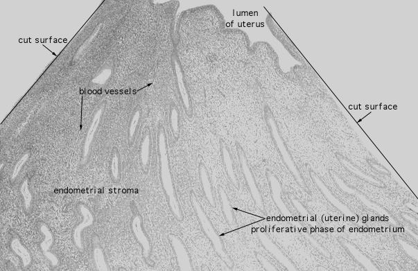  uterus, endometrium 