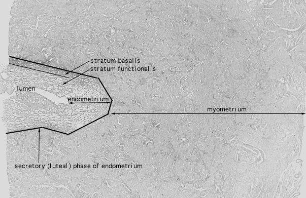  uterus, secretory 