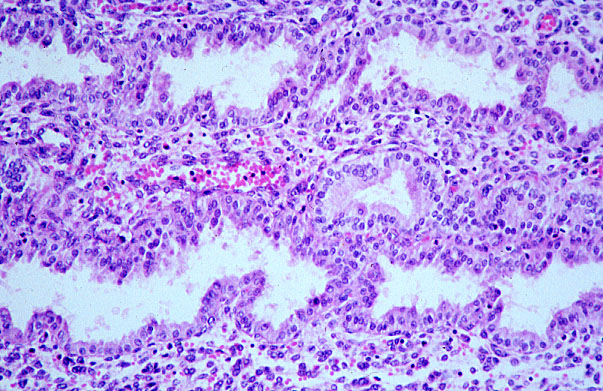  uterus, secretory gland 