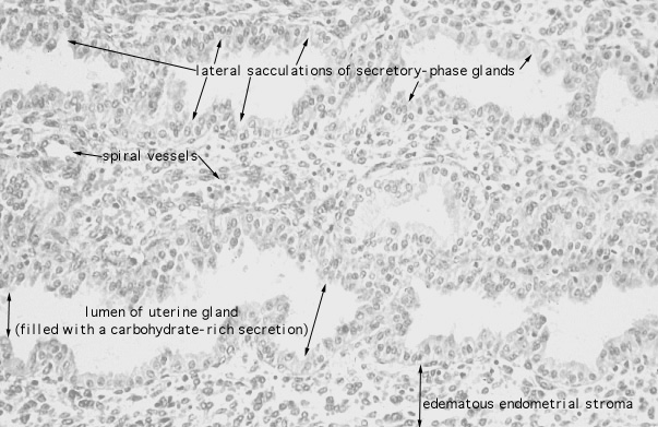  uterus, secretory gland 