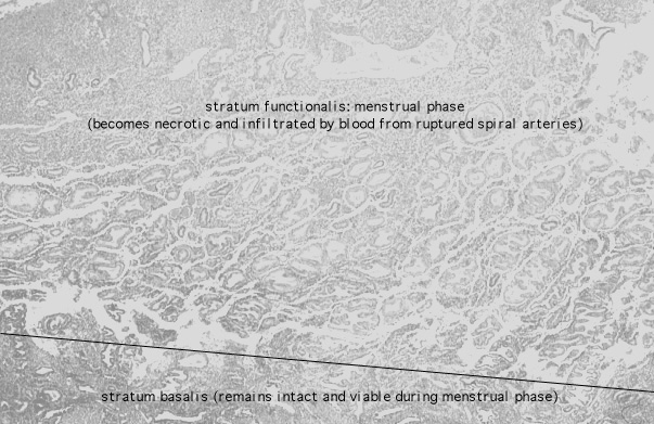  uterus, menstrual, endometrium 
