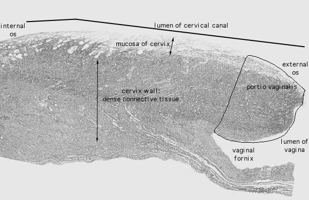  cervix, longitudinal 