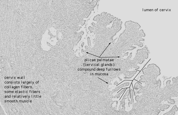  cervix, transverse, plicae palmitae 
