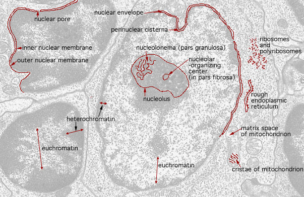  nuclear morphologies, heterochromatin, euchromatin, and nucleolus 