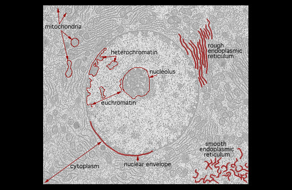  nucleus and cytoplasm 