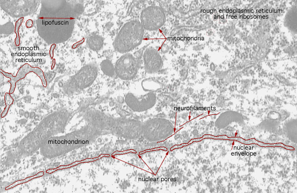 cytoplasmic organelles, nuclear envelope 